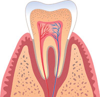 40  Tooth Anatomy, Blog