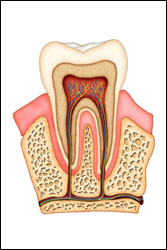 Root Canal1, Blog